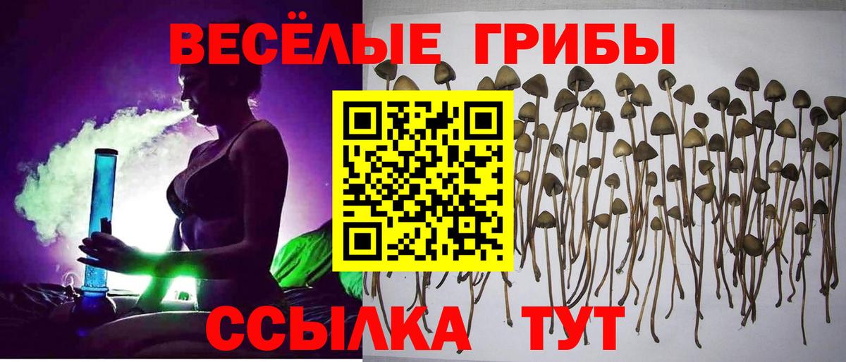 Галлюциногенные грибы Psilocybe  Урай 